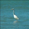 Great White Heron